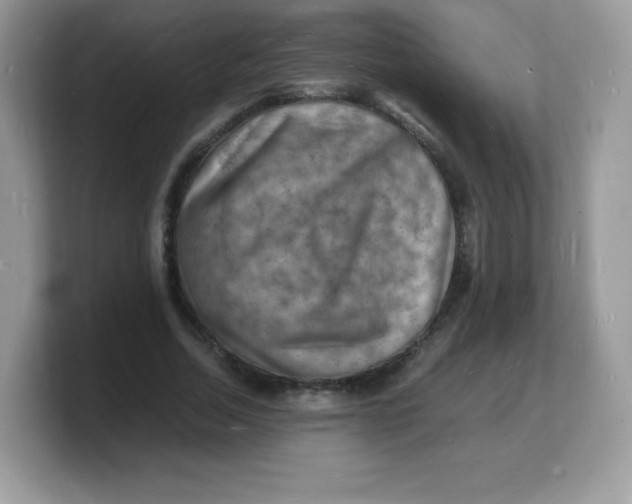 X0000103250730200809181604