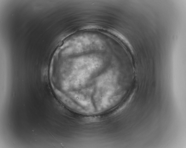 X0000103250937200809181601