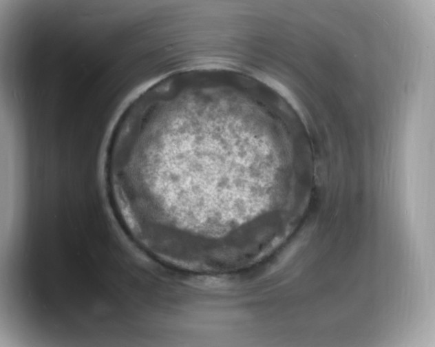 X0000103250995200809181600