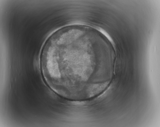 X0000103250996200809181600
