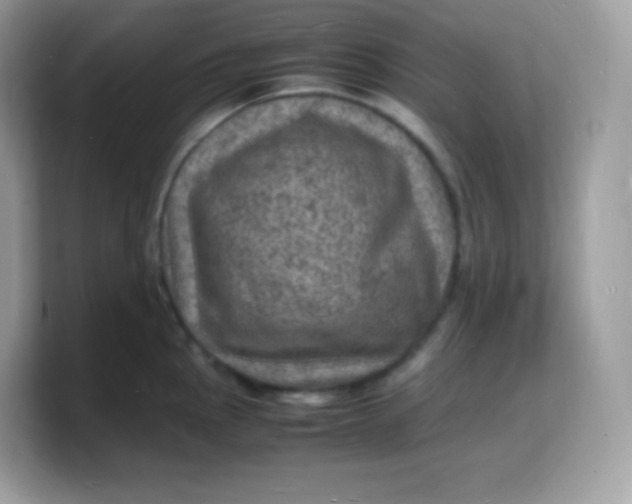 X0000103251145200809181559