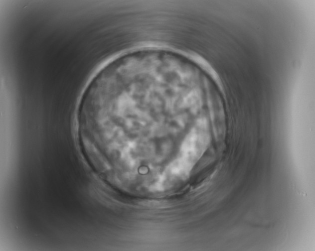 X0000103251287200809181556