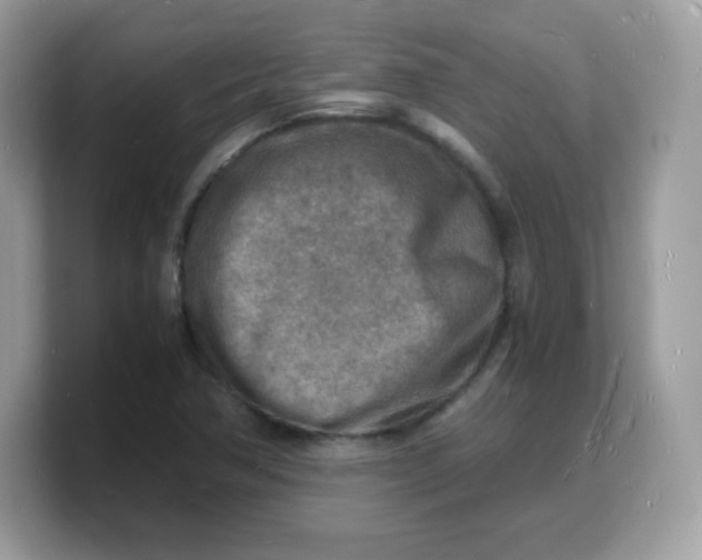 X0000103251362200809181556