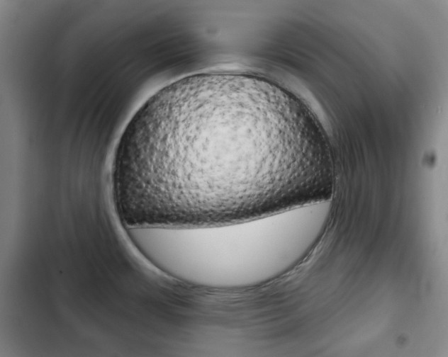 X0000103261483200808291031