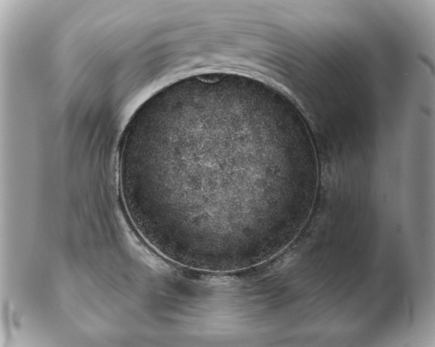 X0000103261522200808291206