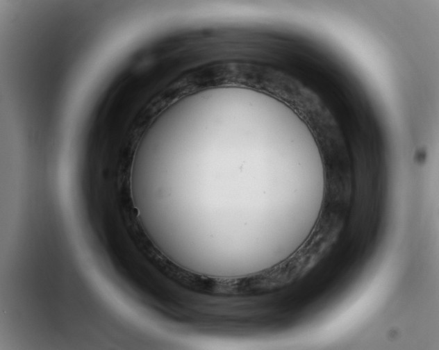 X0000103270766200808291107