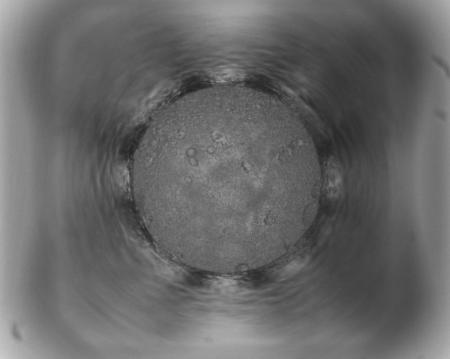 X0000103270523200808291243