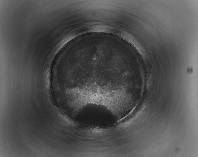 X0000103270829200809051505