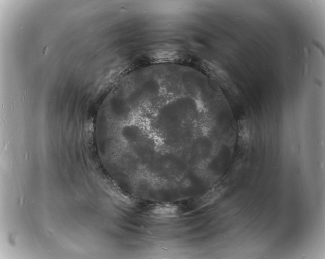 X0000103290369200808291338