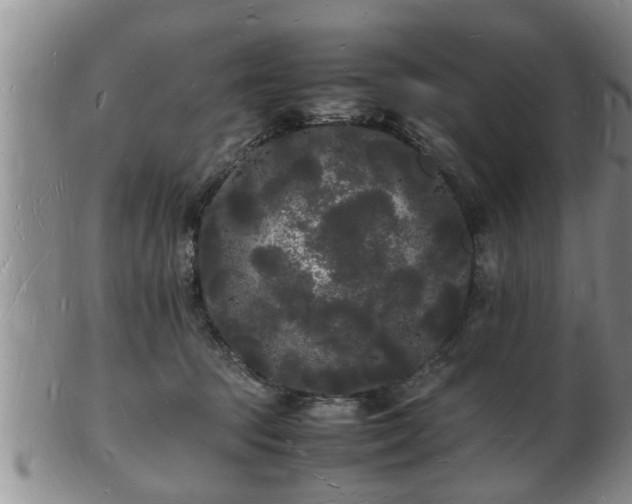 X0000103290369200809051505