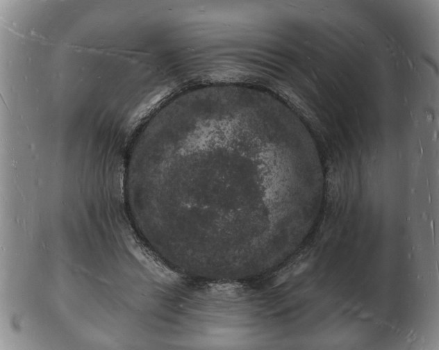 X0000103290446200809051503