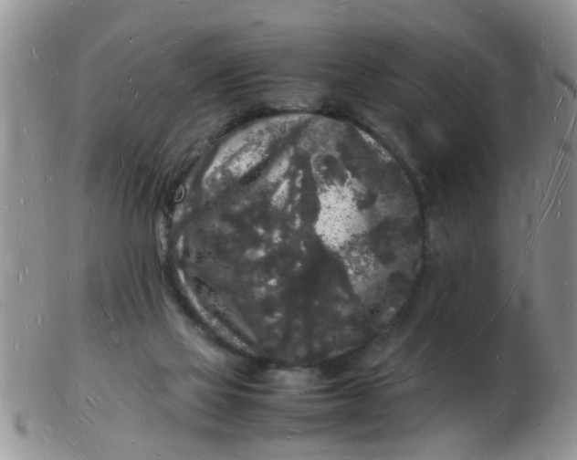 X0000103290069200809122017