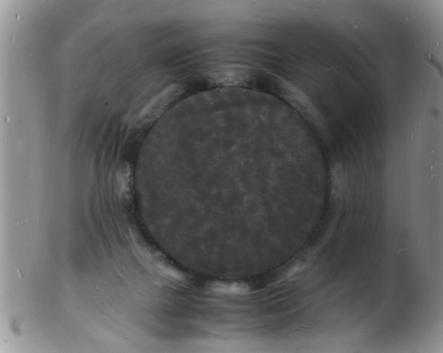 X0000103290073200809122017