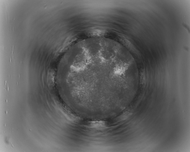 X0000103290363200809122013