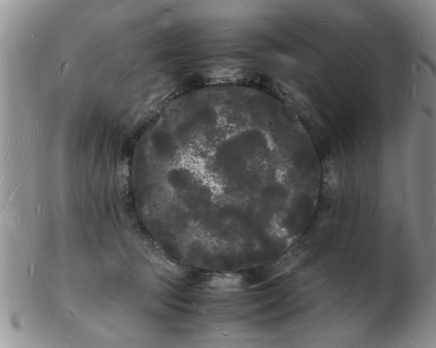 X0000103290369200809122013