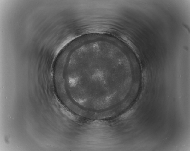 X0000103290779200809122006