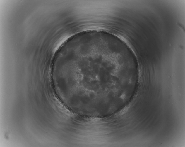 X0000103290783200809122006