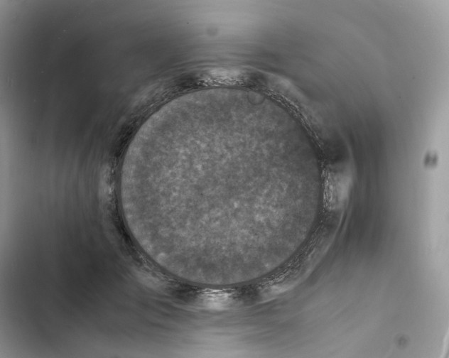 X0000103290701200809191830