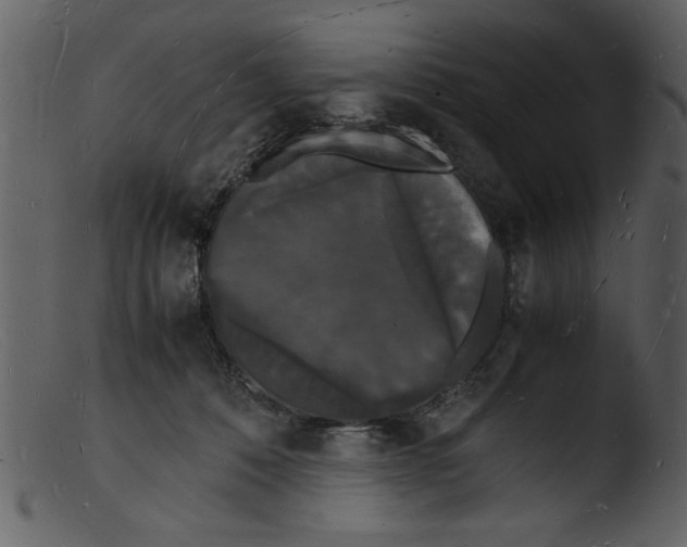X0000103290320200809261255