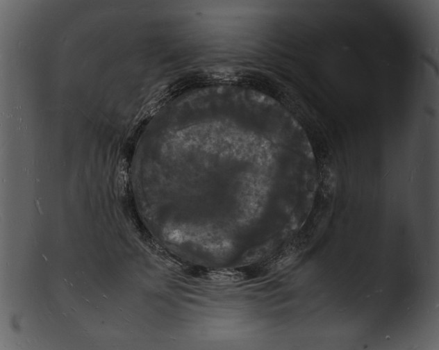 X0000103290707200809261250