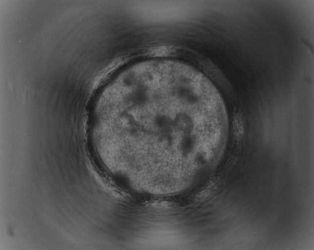 X0000103290730200809261249