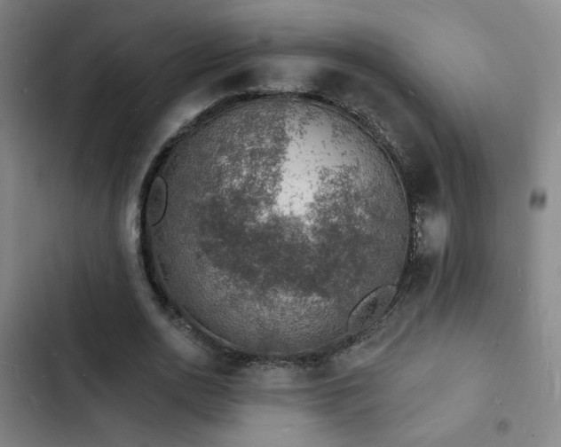 X0000103300726200808291405