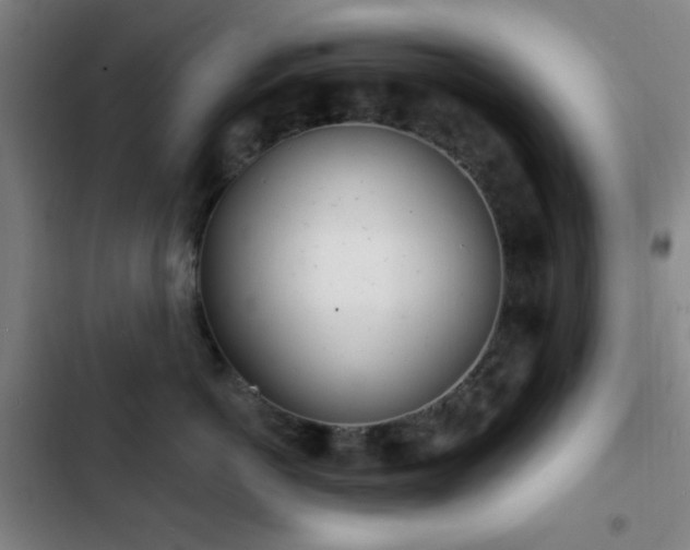 X0000103300766200808291405