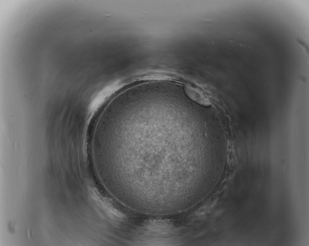 X0000103300296200809051529