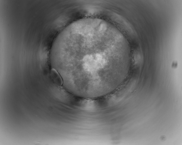 X0000103300276200809191901