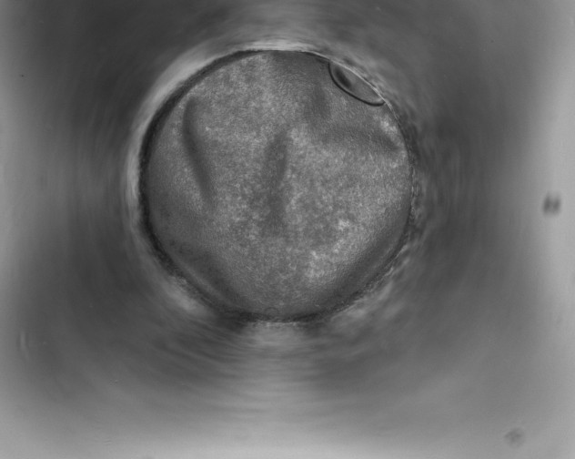 X0000103300296200809191901