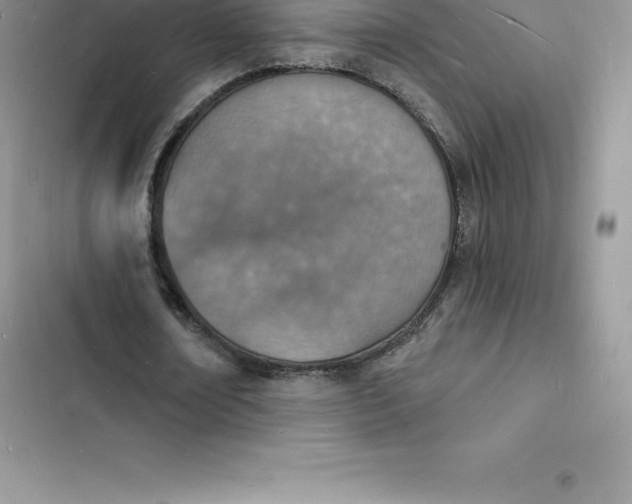 X0000103300674200809191855