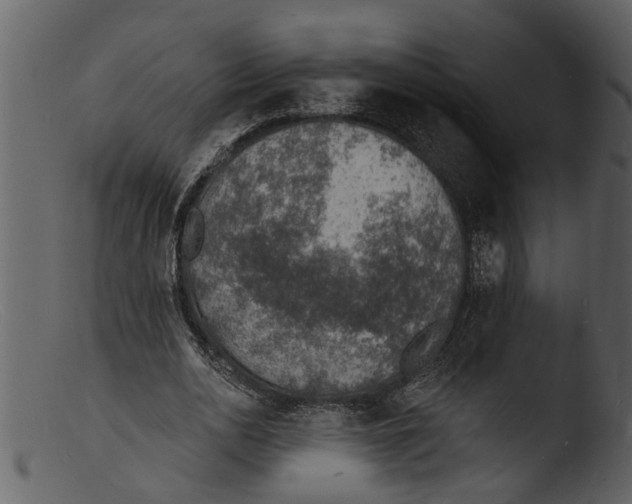 X0000103300726200809261312