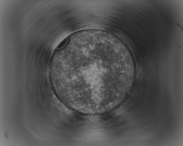 X0000103300952200809261310