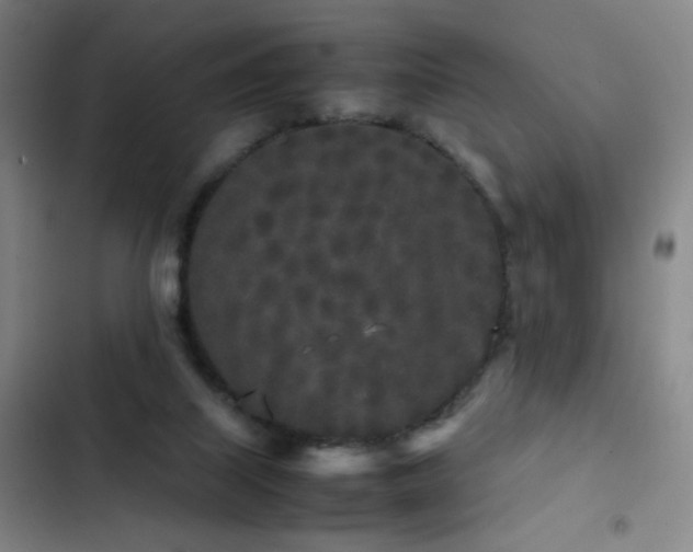 X0000103310067200808291438