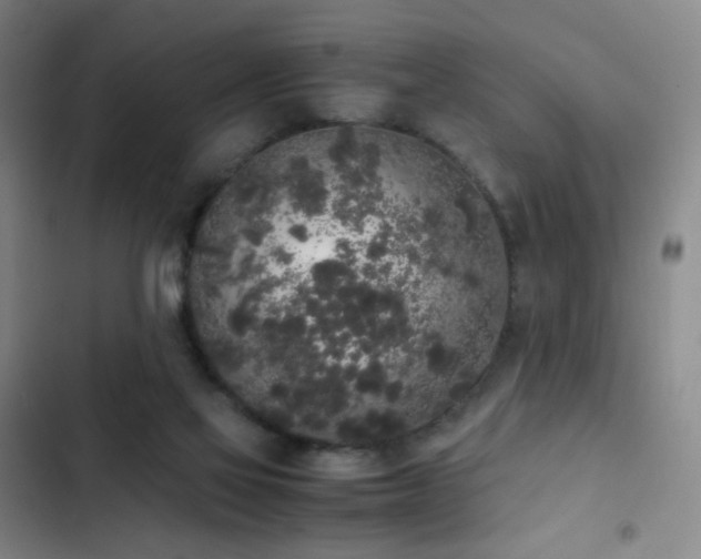 X0000103310069200808291438