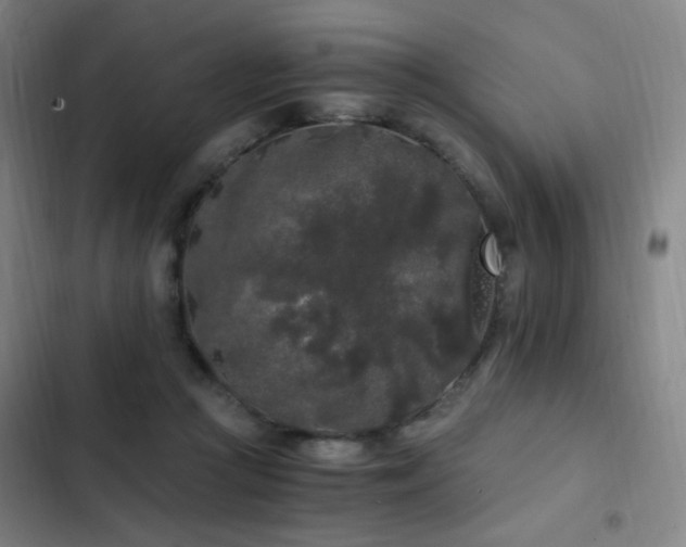 X0000103310361200808291434
