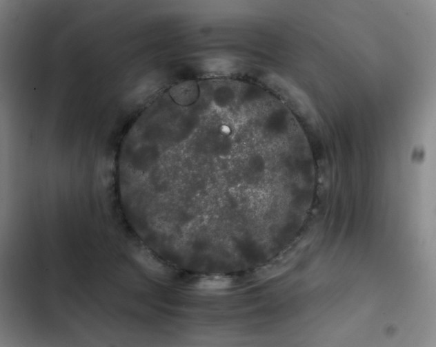 X0000103310369200808291434
