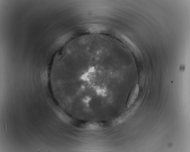 X0000103310405200808291433