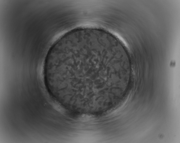 X0000103310487200808291432