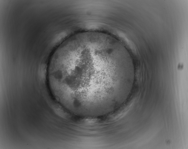 X0000103310495200808291432