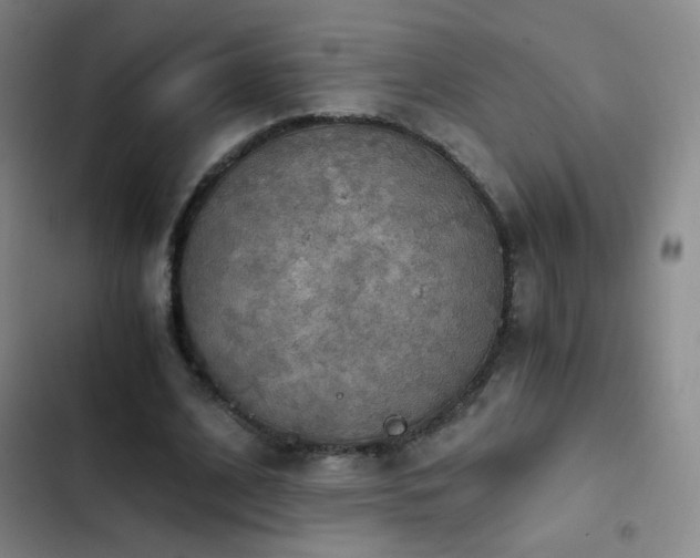 X0000103310584200808291431