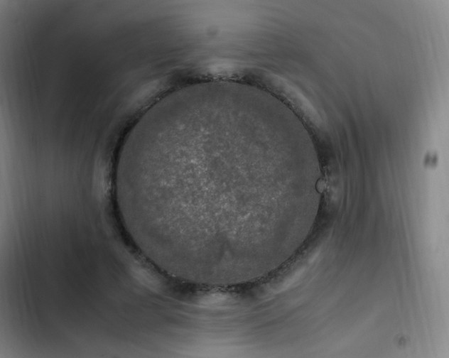 X0000103310593200808291431