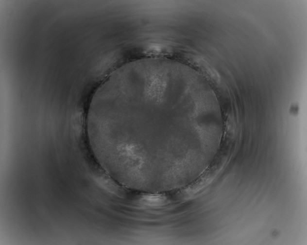 X0000103310659200808291430