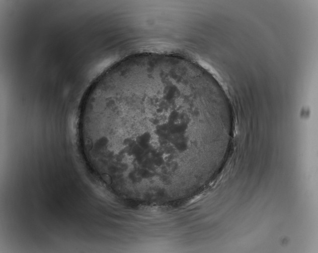X0000103310679200808291429