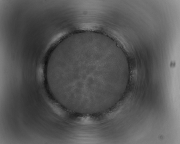 X0000103310688200808291429