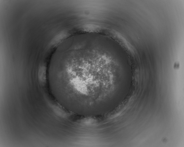 X0000103310696200808291429