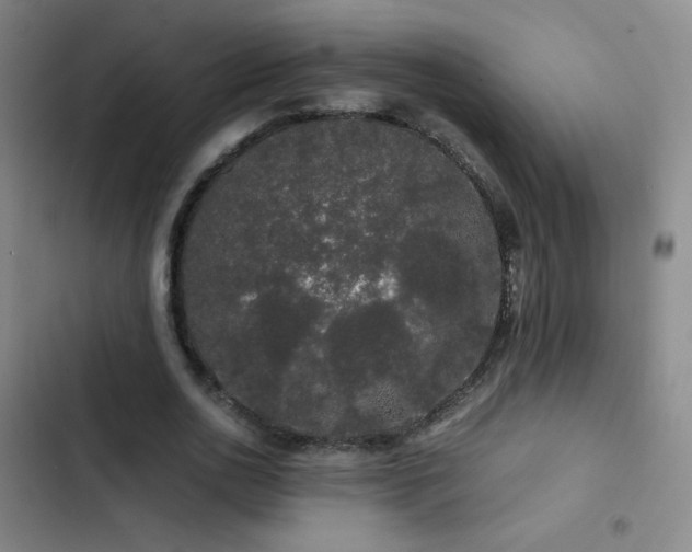 X0000103310726200808291428