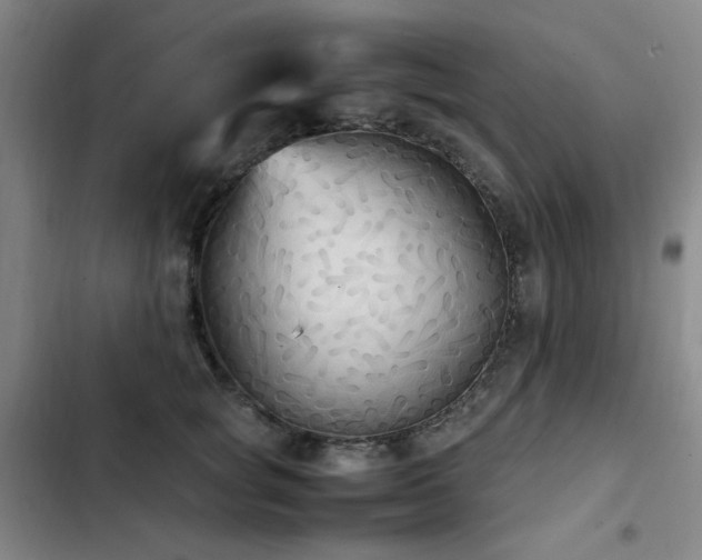 X0000103310757200808291429