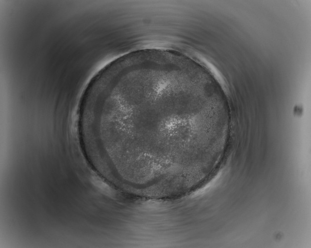 X0000103310779200808291428