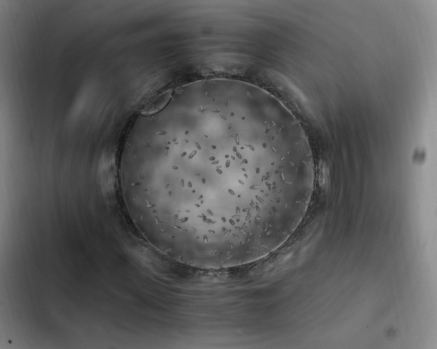 X0000103310915200808291425